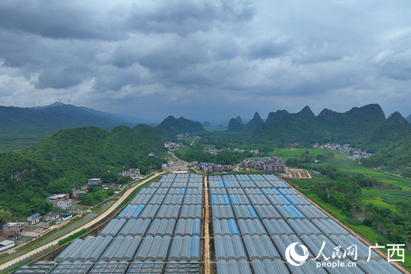 四安村下安屯哈密瓜种植基地。人民网 付华周摄